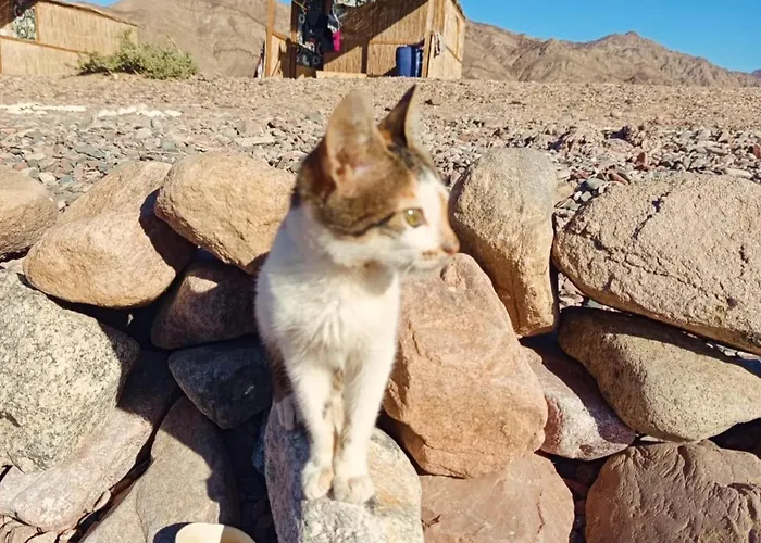 Orman Evi Eden Camp Abu Galum Dahab